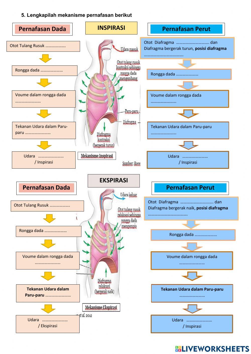 UH Sistem Pernafasan