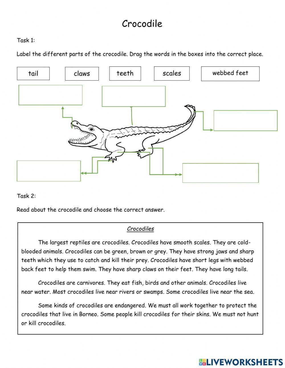 TIER 1  English Year 4 Reptiles