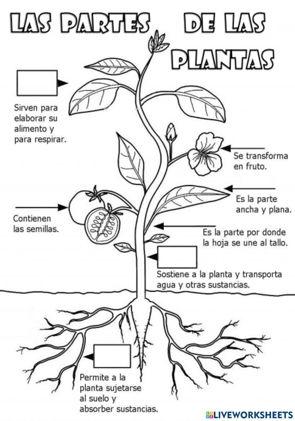 Las partes de una planta