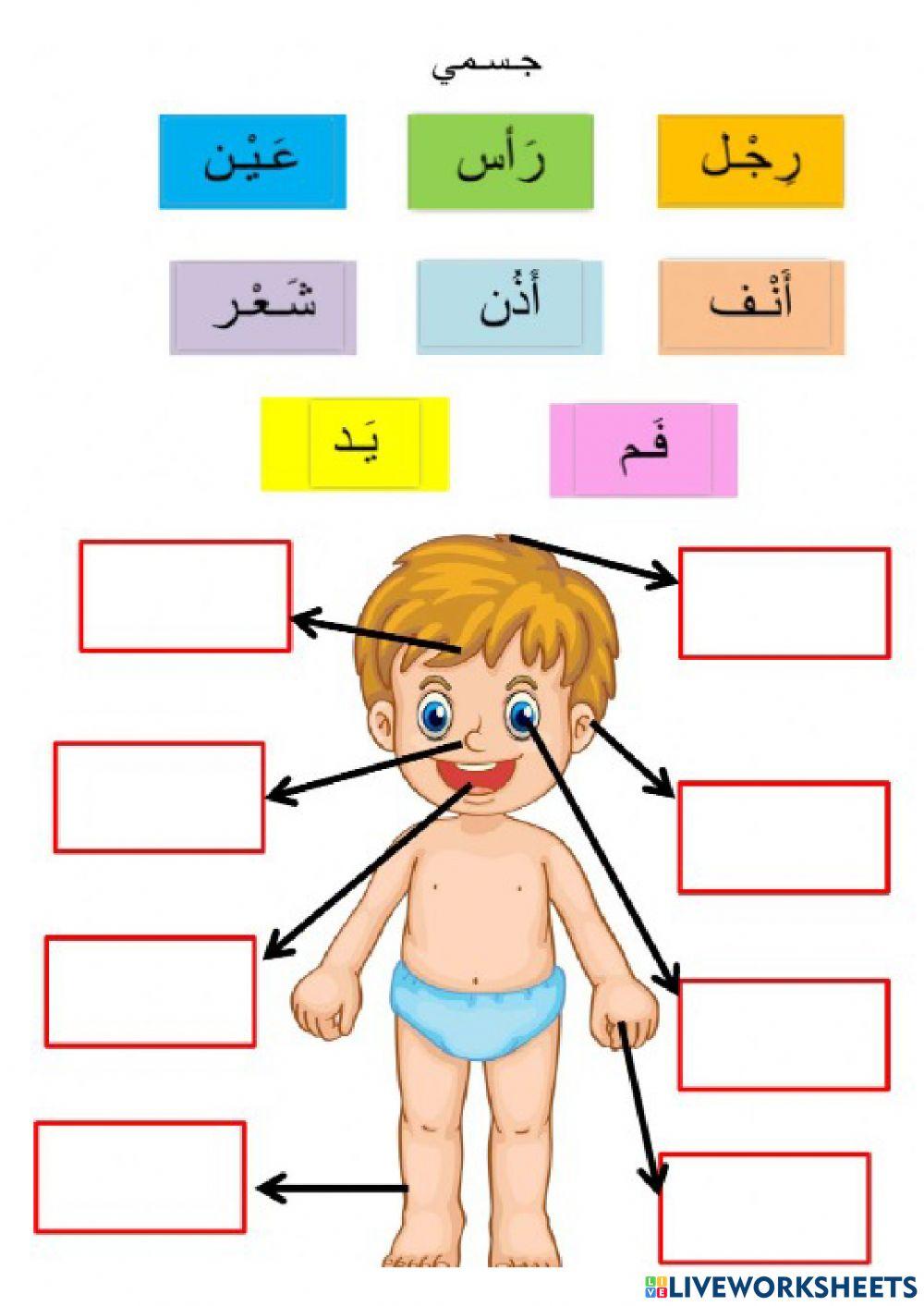 أجزاء الجسم