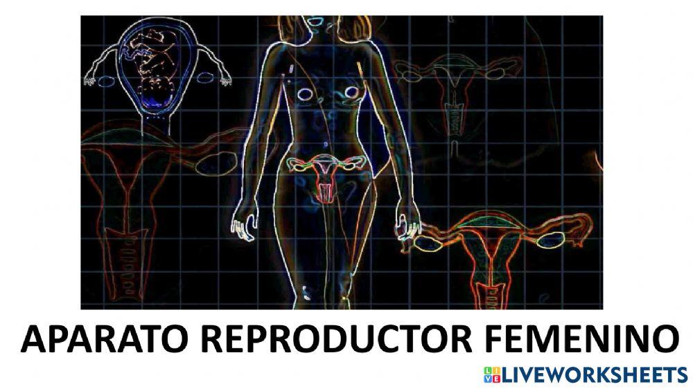 Aparato reproductor femenino