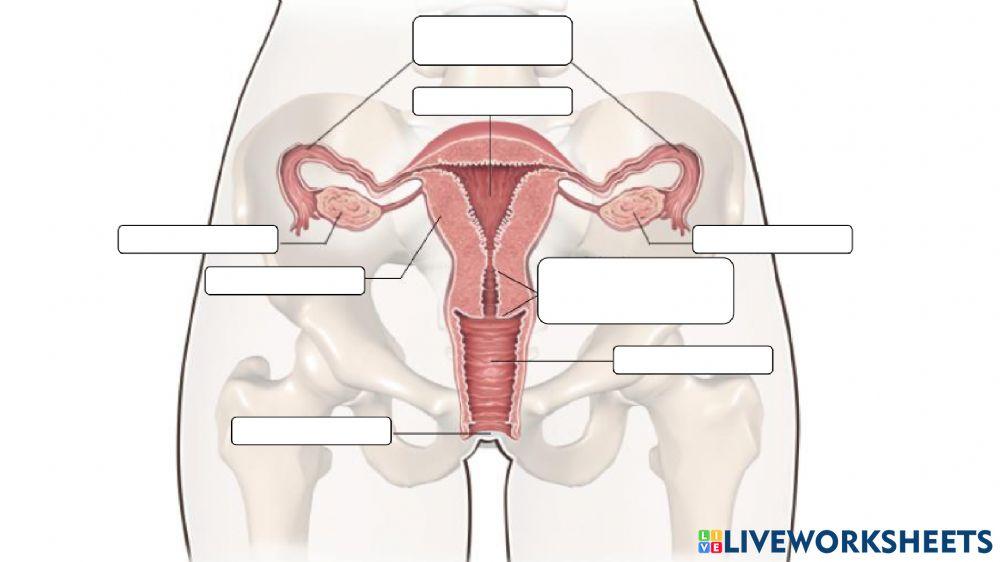 Aparato reproductor femenino