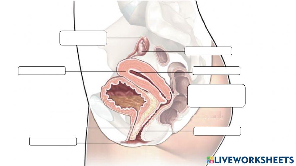 Aparato reproductor femenino