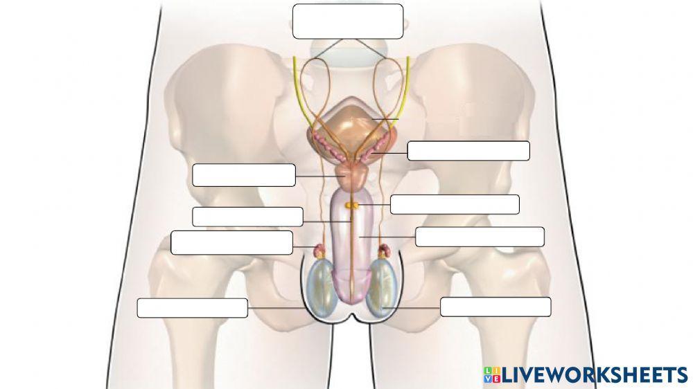 Aparato reproductor masculino