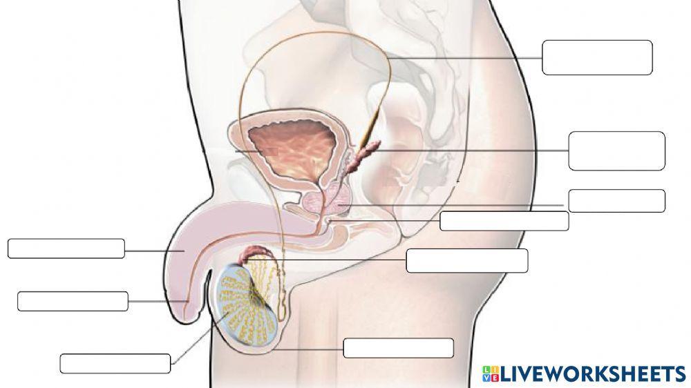 Aparato reproductor masculino