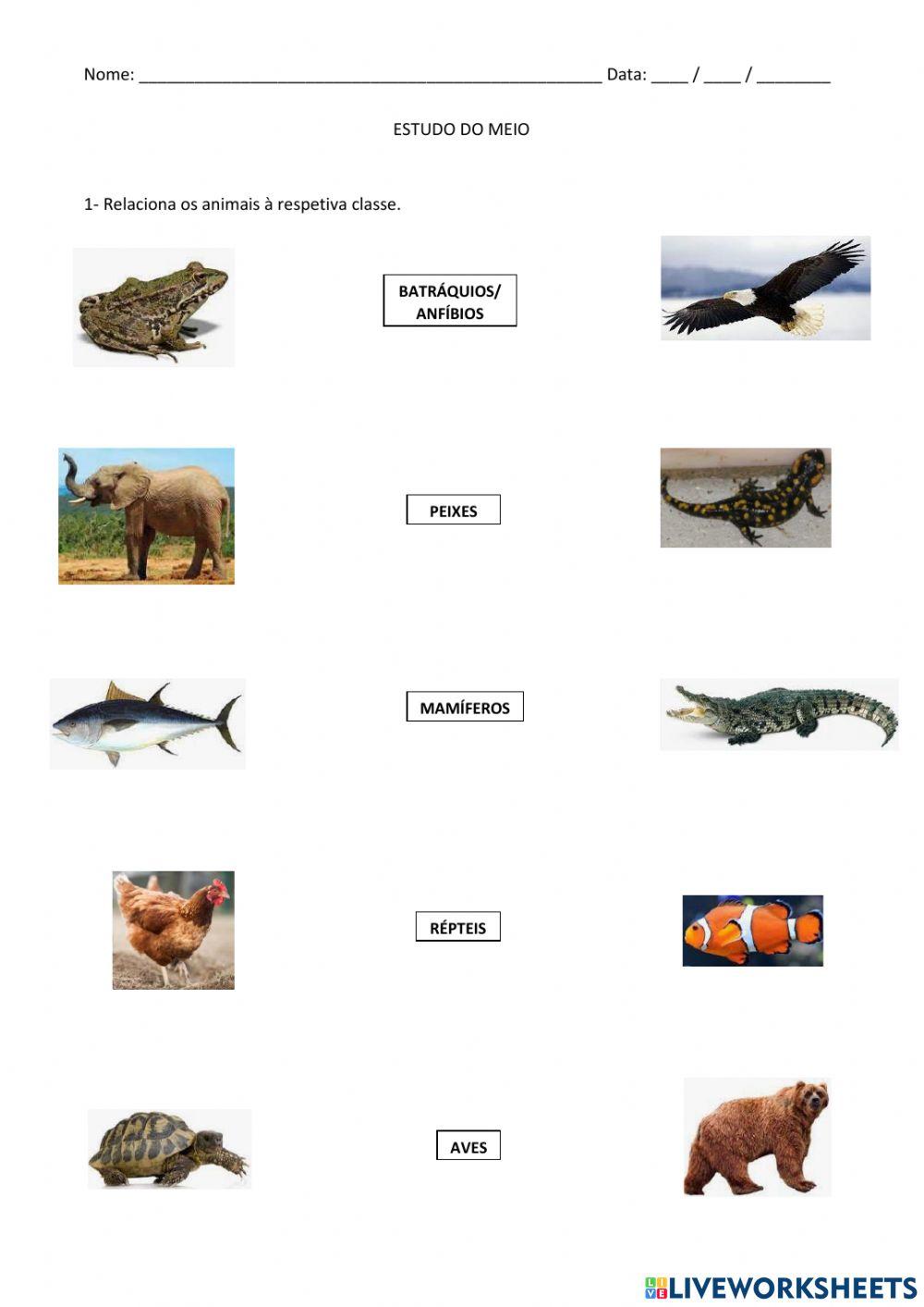 Animais vertebrados - classes