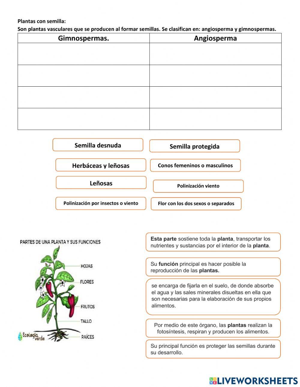 Tipos de plantas y sus partes