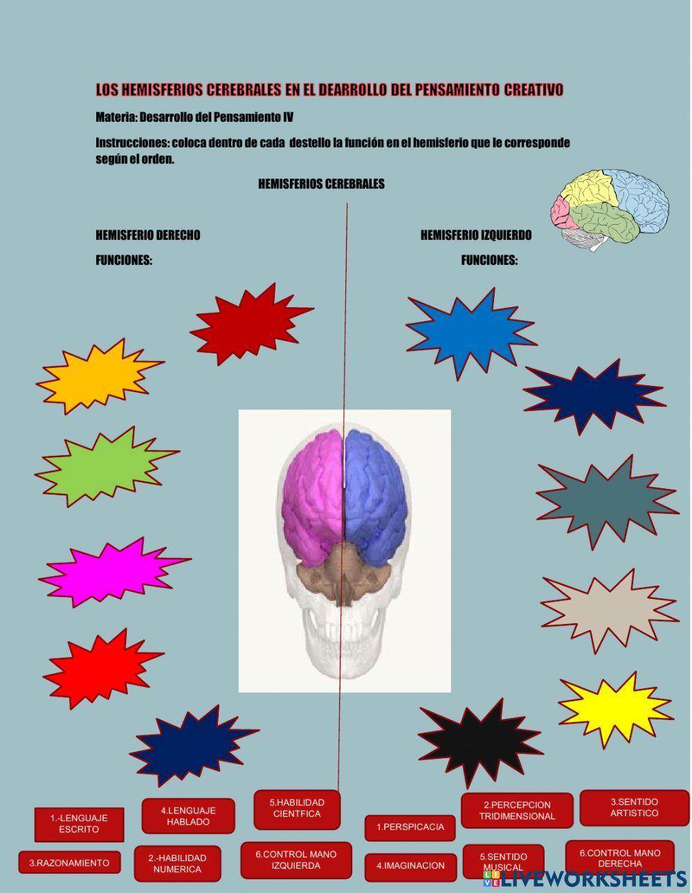 Hemisferios cerebrales funcion
