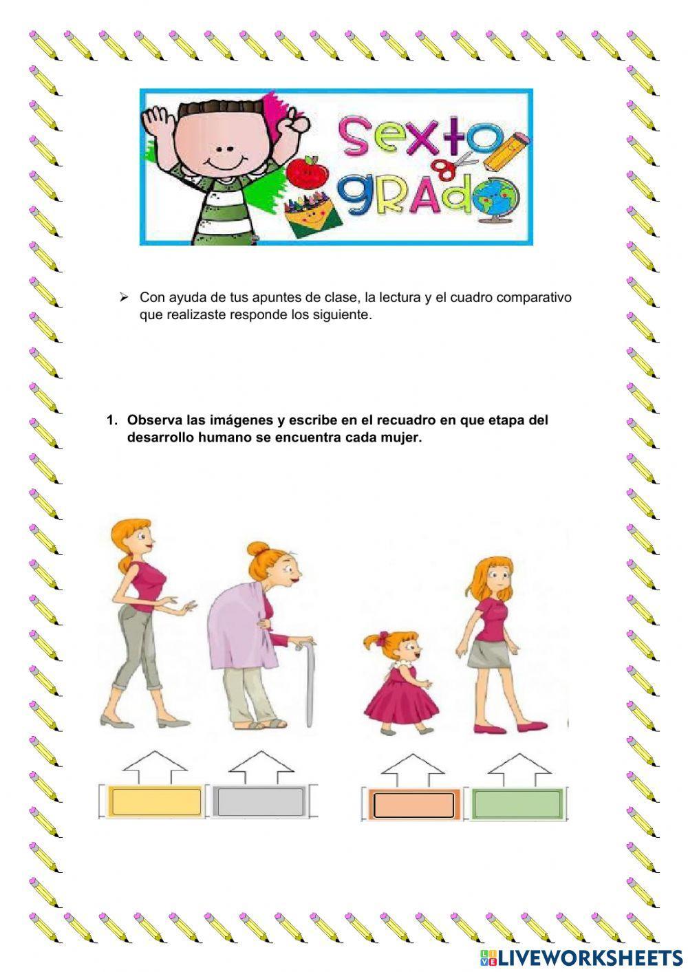 Etapas del desarrollo humano