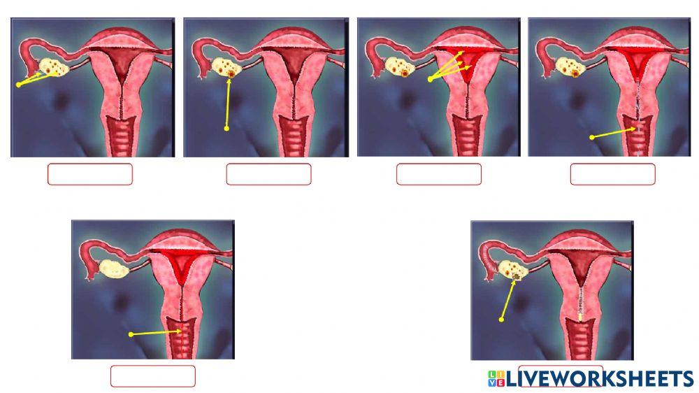 Aparato reproductor femenino II