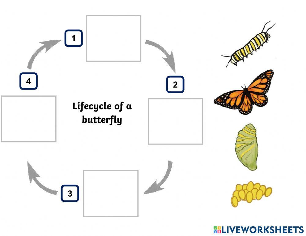 Y3 Science Worksheet Week 8-9 (Animal Classification - Lifecycles)