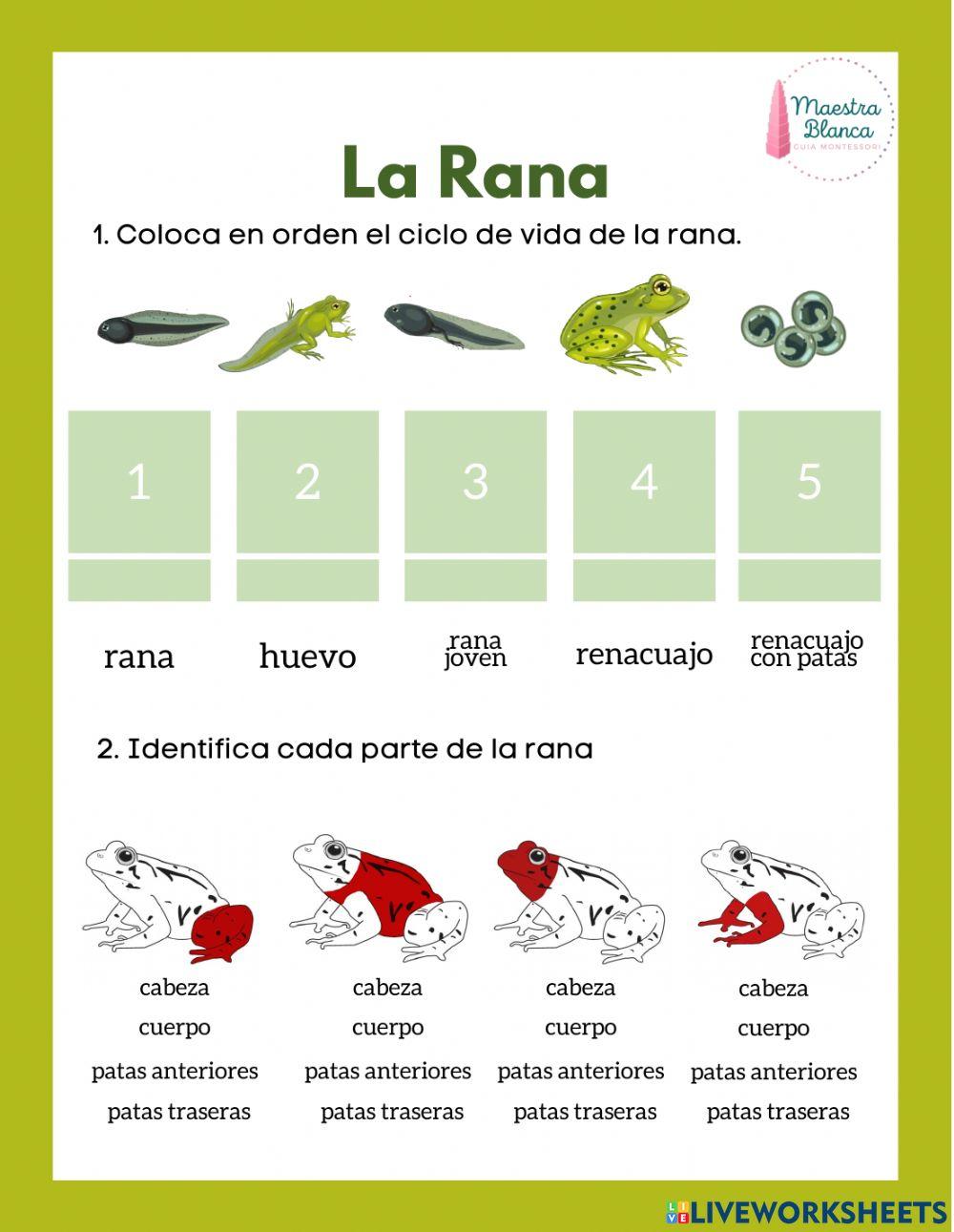 Mis cosillas de Educación Infantil : El ciclo de vida de las ranas, image size:1000x1291