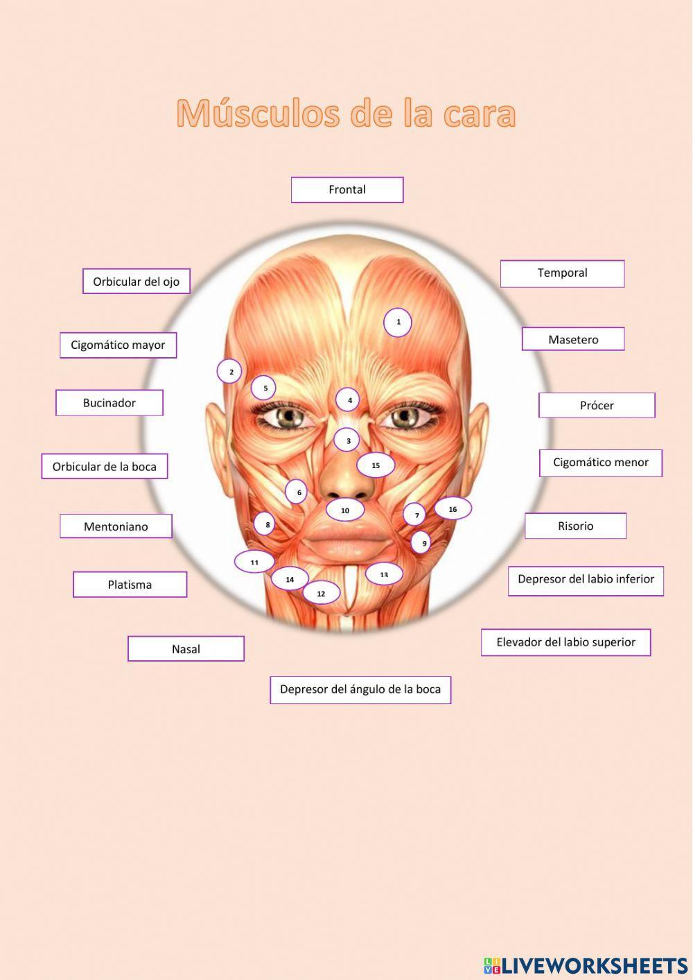 Músculos de la cara
