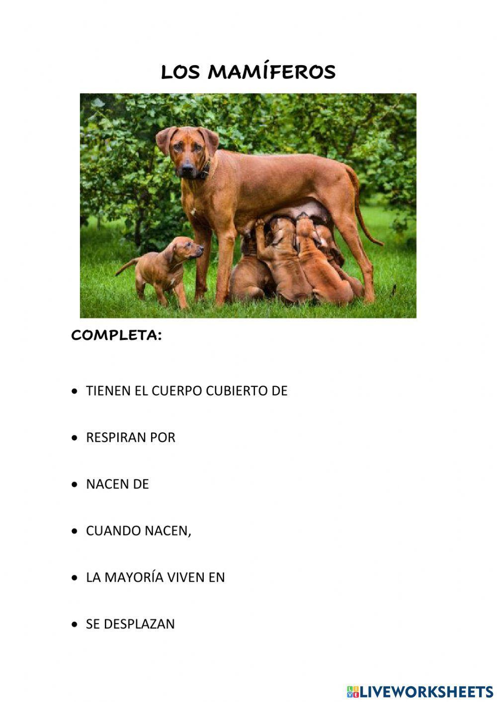 Animales vertebrados 3