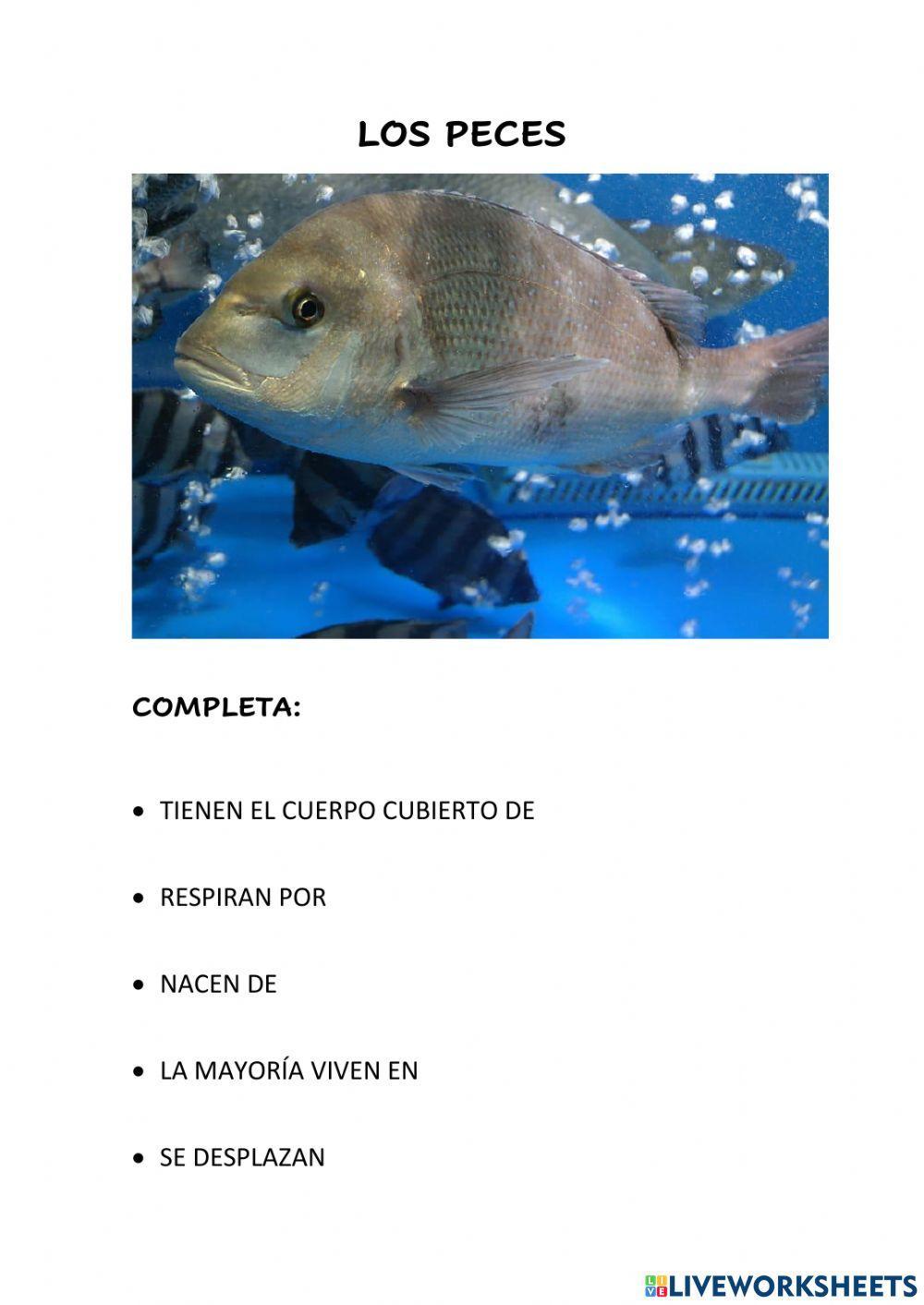 Animales vertebrados 3