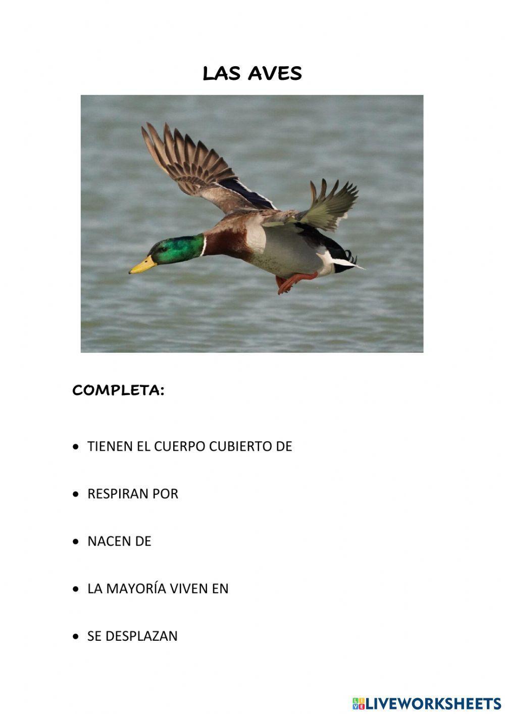 Animales vertebrados 3