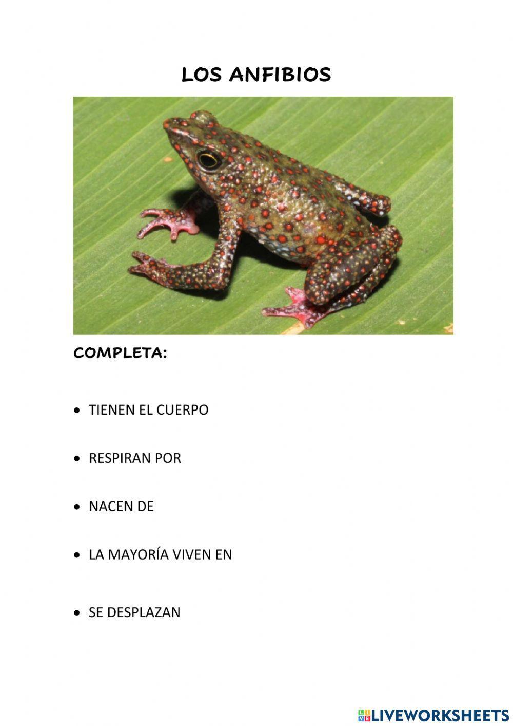 Animales vertebrados 3