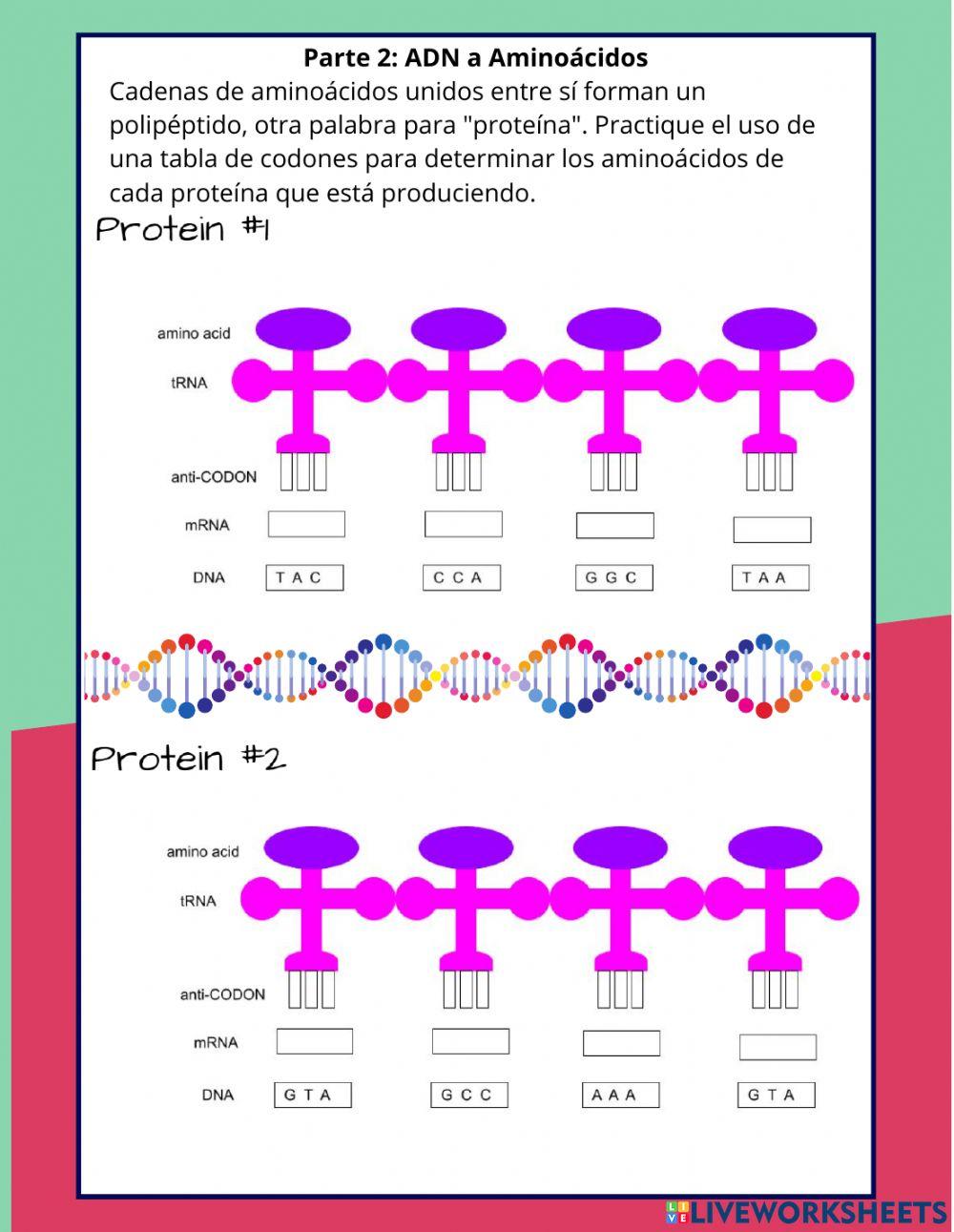 Protein Synthesis Practice SPANISH