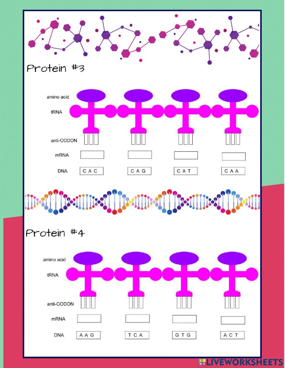 Protein Synthesis Practice SPANISH