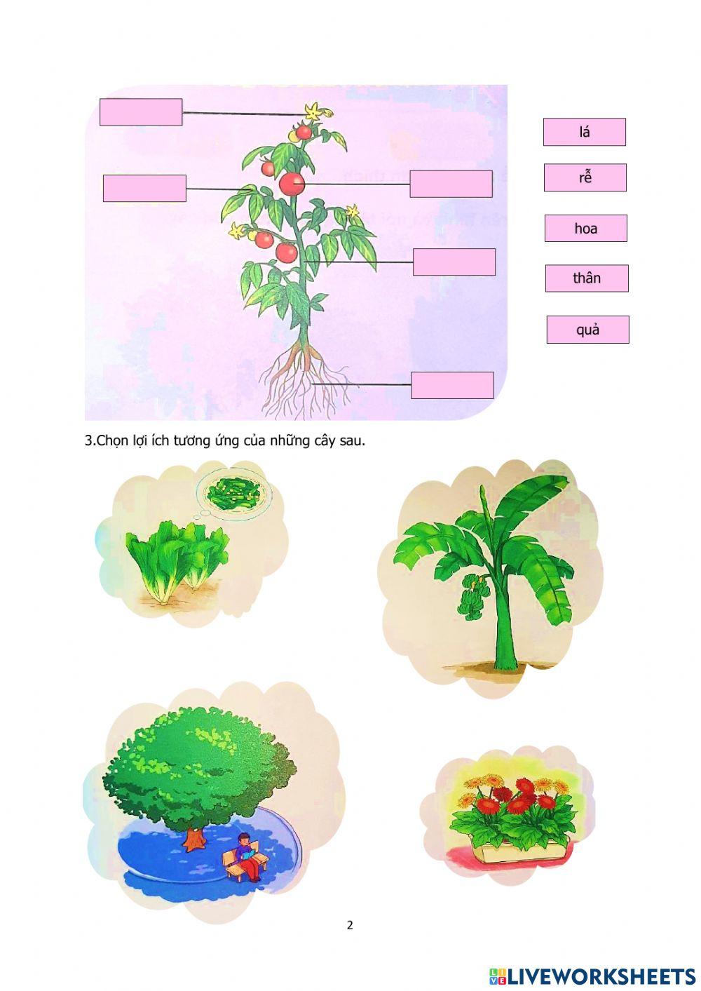 Động vật, thực vật