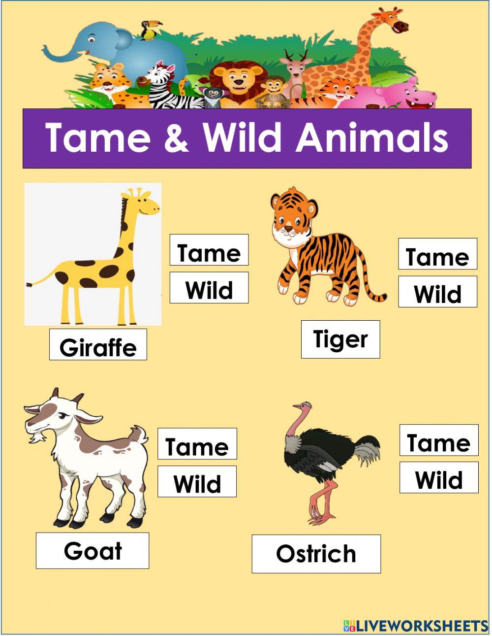 Tame & Wild Animals