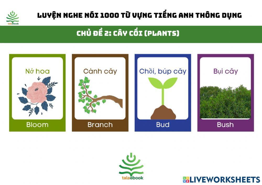 Luyện nghe và nói 1000 từ vựng tiếng Anh thông dụng chủ đề 2 - Cây cối