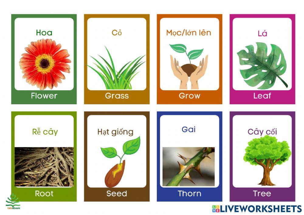 Luyện nghe và nói 1000 từ vựng tiếng Anh thông dụng chủ đề 2 - Cây cối