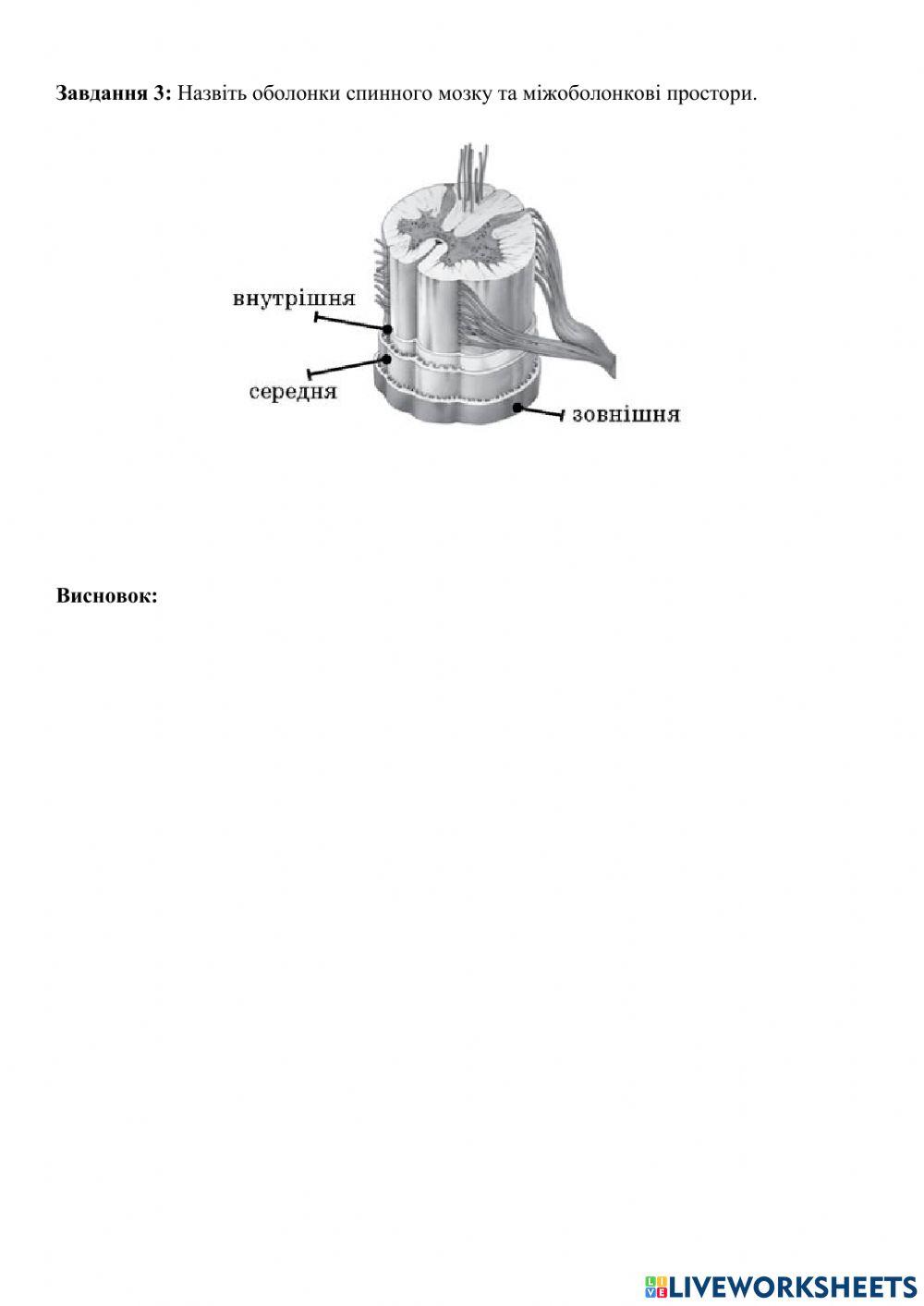 Анатомія спинного мозку