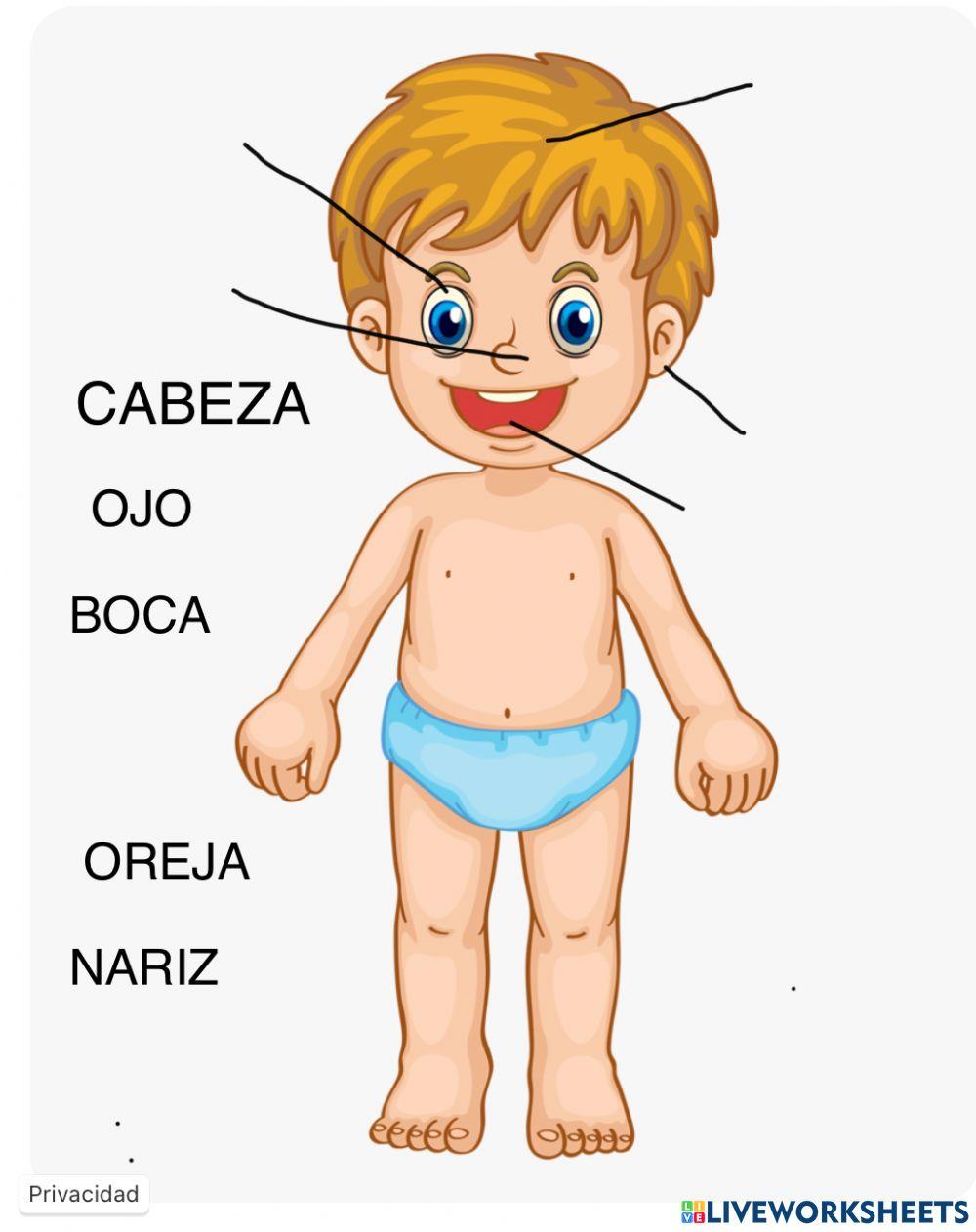 Cuerpo humano infantil