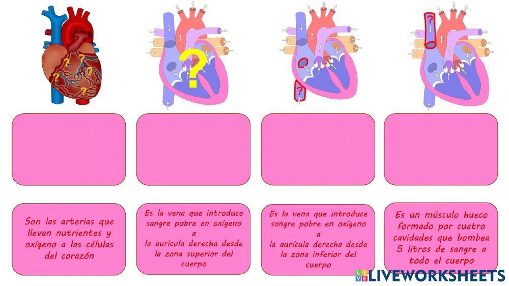 Definiciones Sistema circulatorio