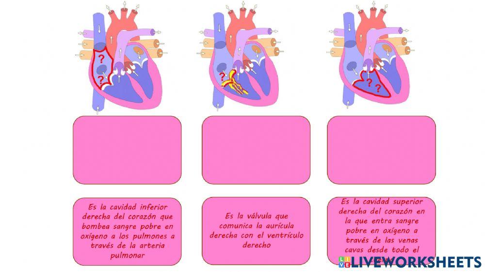 Definiciones Sistema circulatorio