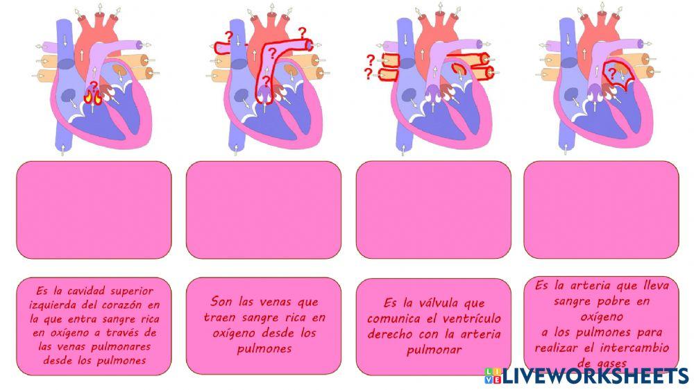 Definiciones Sistema circulatorio