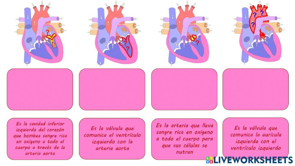 Definiciones Sistema circulatorio