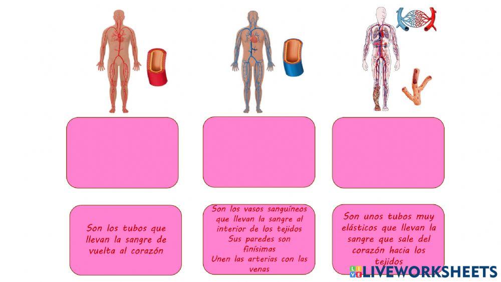 Definiciones Sistema circulatorio