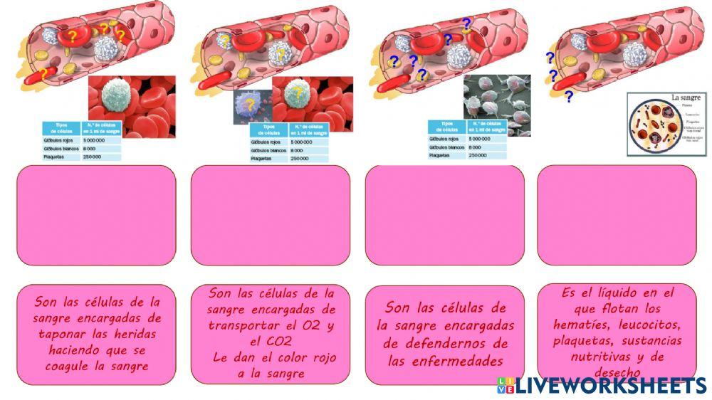 Definiciones Sistema circulatorio
