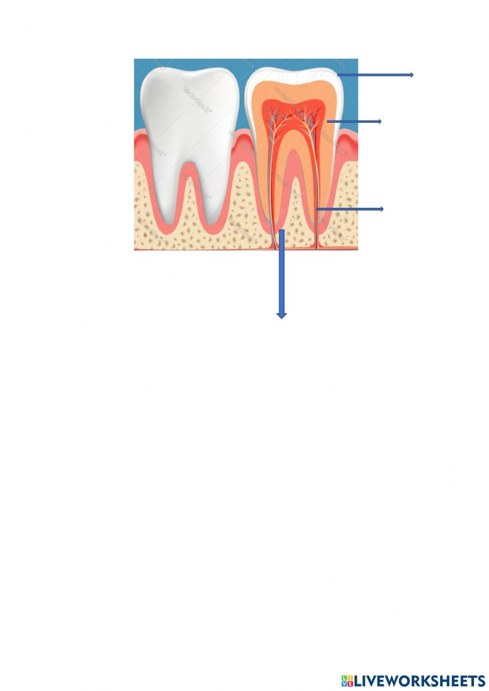 Structer of teeth