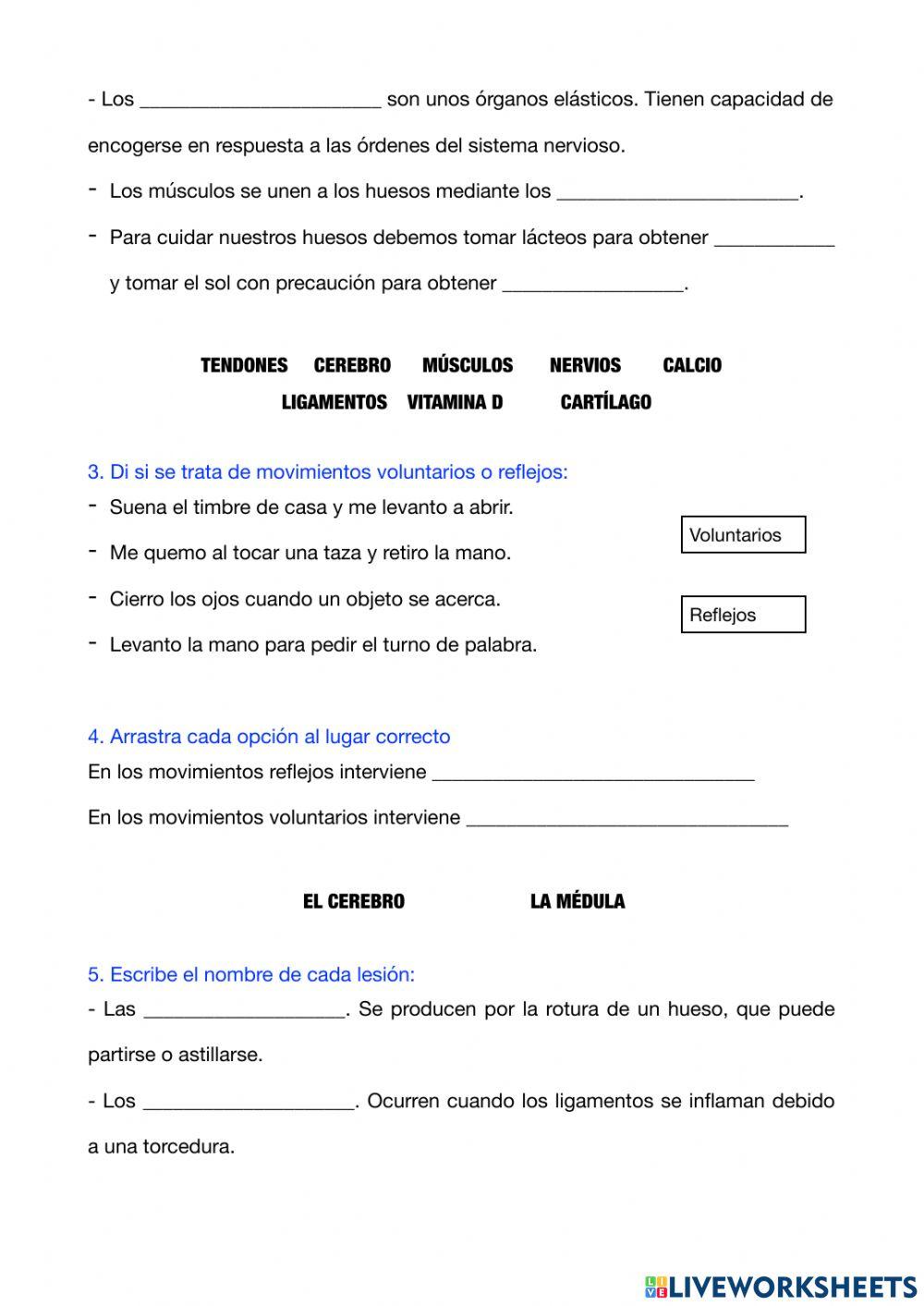 El aparato locomotor