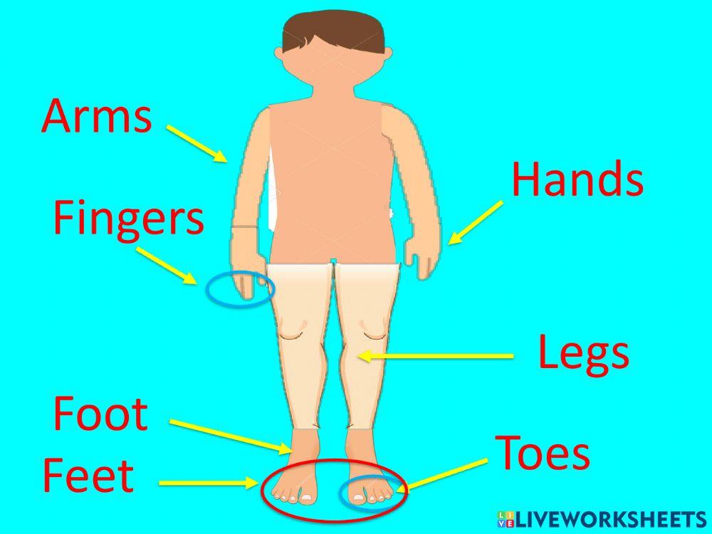 Locomotor and nervous system