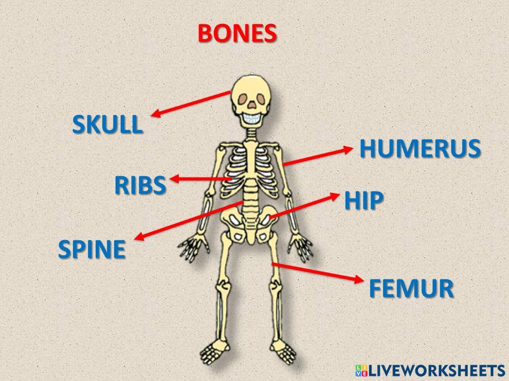 Locomotor and nervous system