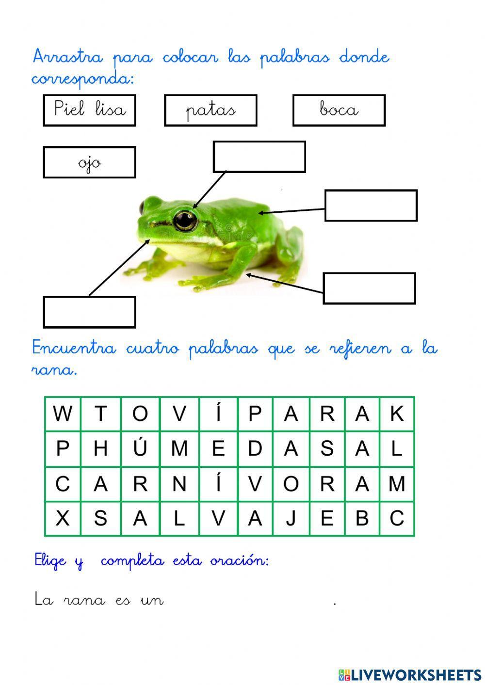 Descripción de un anfibio. La rana