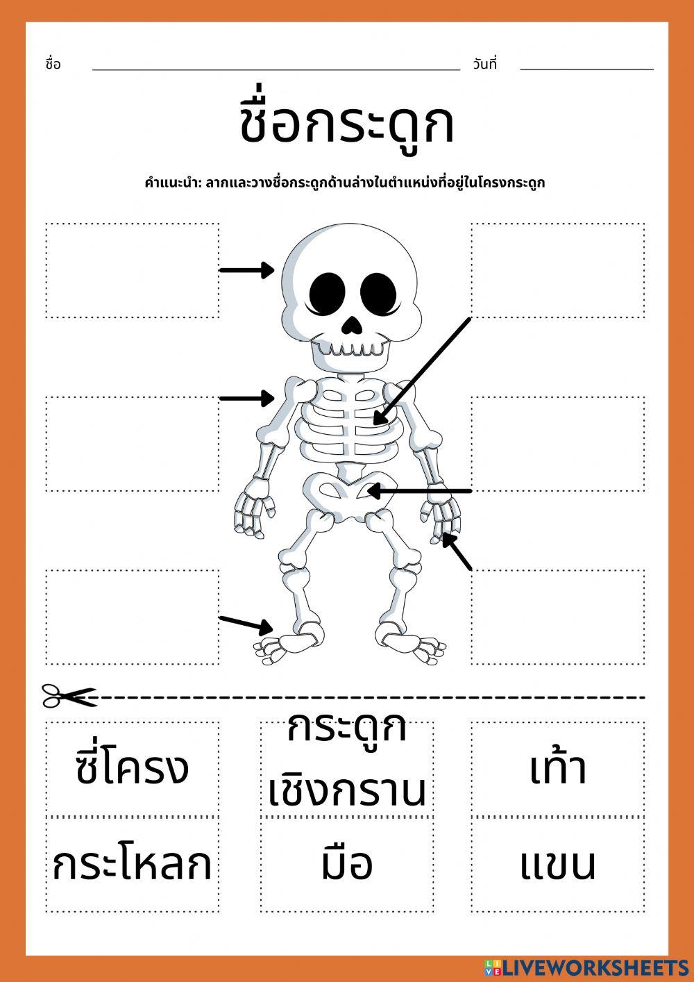 โครงกระดูก