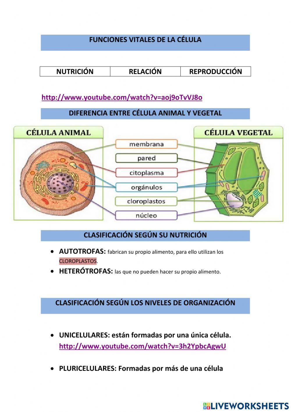 Tipos de celulas