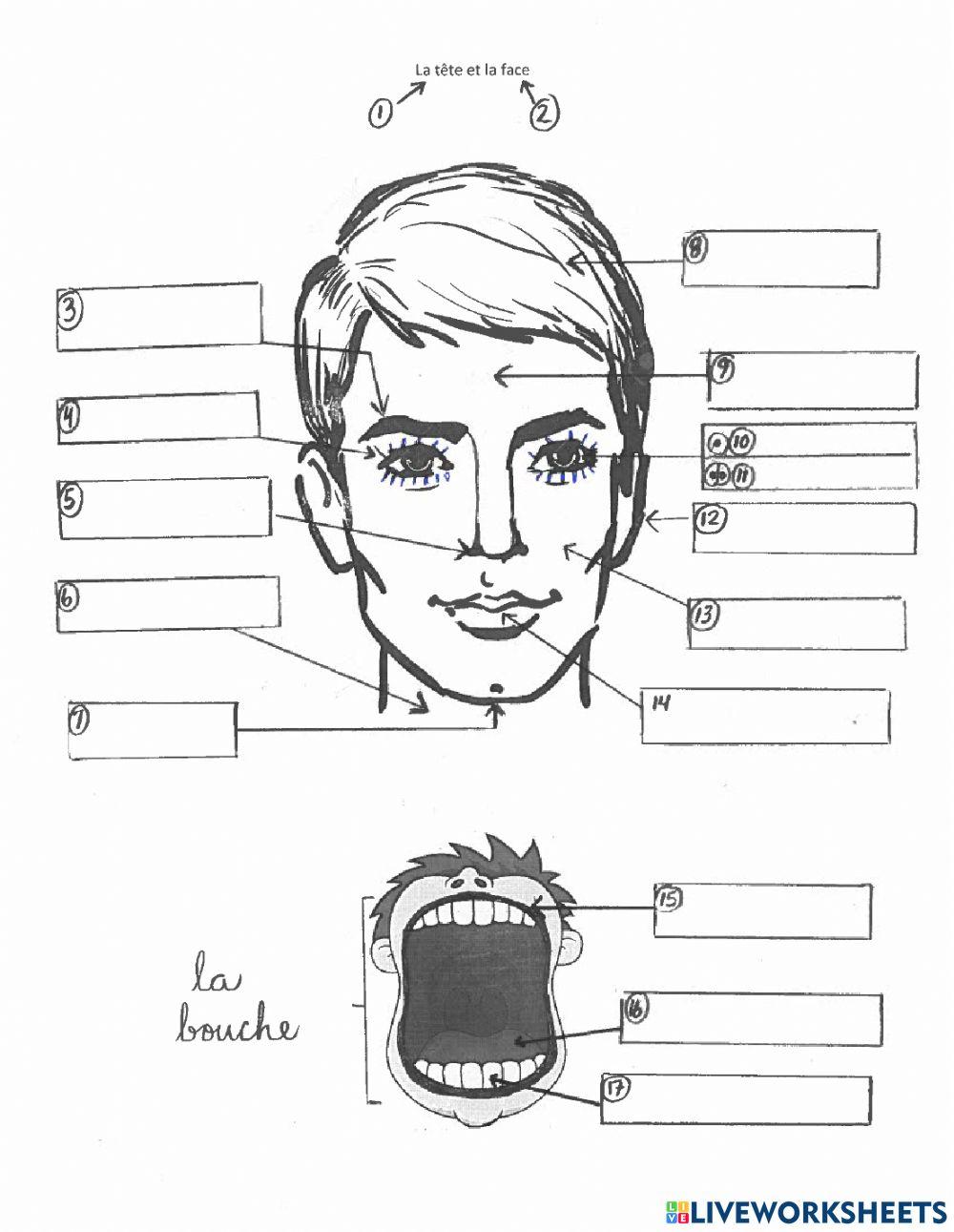 Les parties du corps de la tete et la bouche