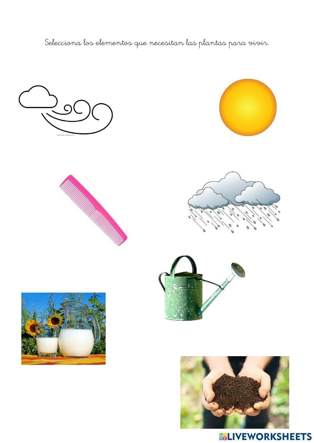 ¿Qué elementos necesitan las plantas para vivir?