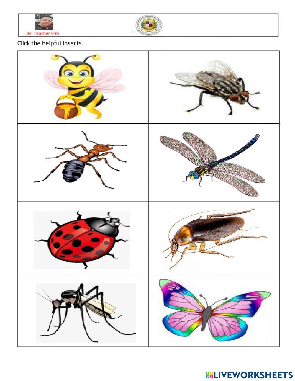 Helpful Insects
