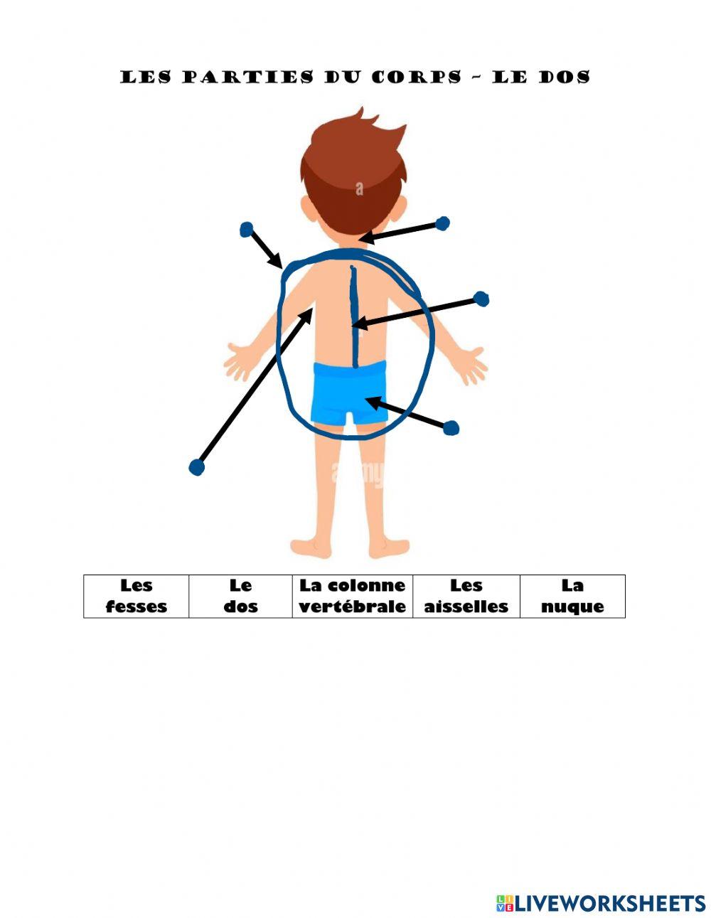 Les parties du dos (facile)