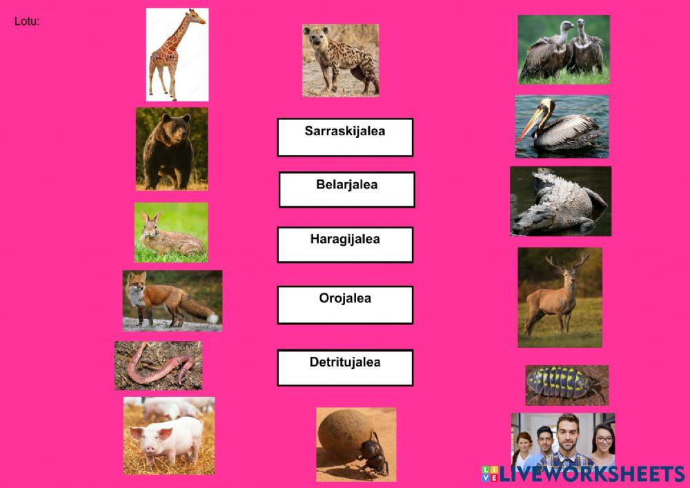 Animaliak elikaduraren arabera Animaliak elikaduraren arabera