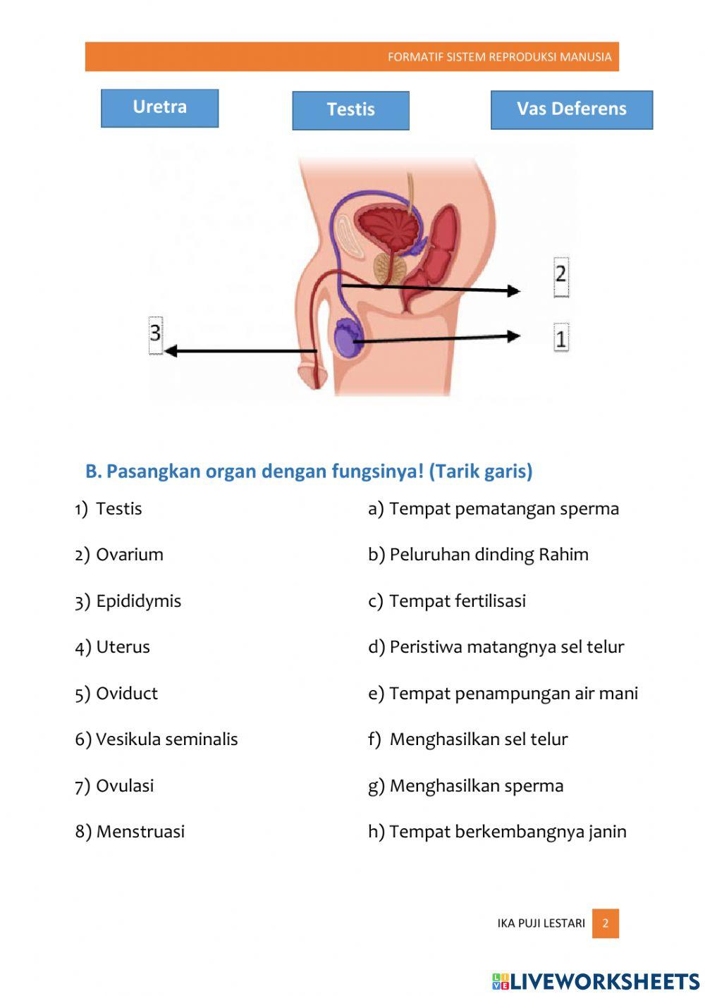 Sistem Reproduksi Manusia