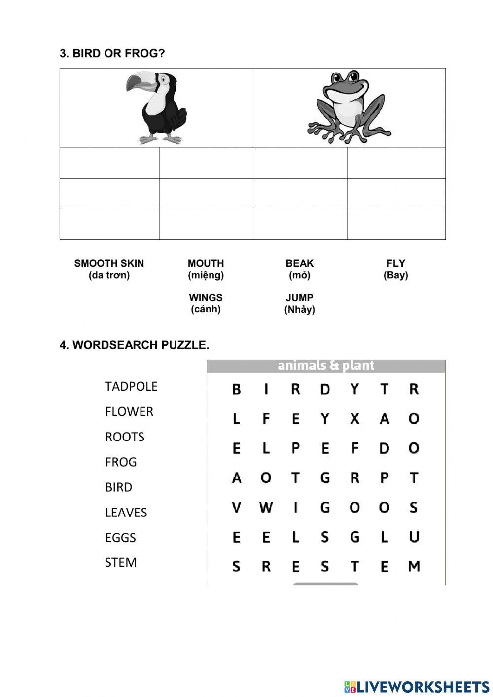 Lesson 21. animals and plants in the rainforest