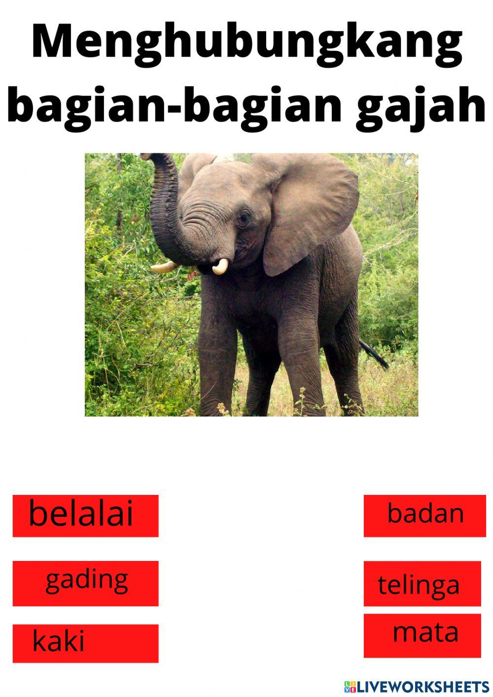 Ba aisyiyah kembaran kulon